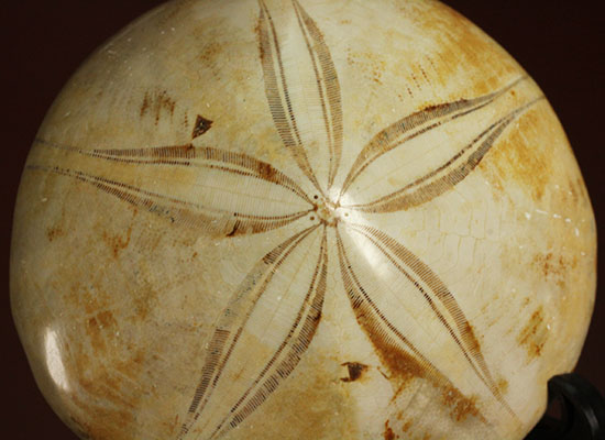 可憐な花びらのようなフォルムです。棘皮動物ウ二化石(Echinoid)（その2）