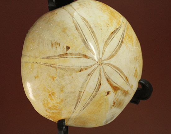 可憐な花びらのようなフォルムです。棘皮動物ウ二化石(Echinoid)(その3)