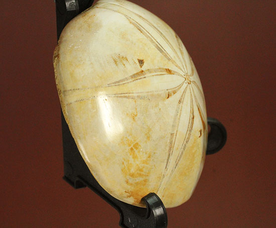 可憐な花びらのようなフォルムです。棘皮動物ウ二化石(Echinoid)(その4)