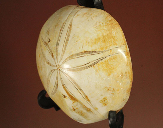可憐な花びらのようなフォルムです。棘皮動物ウ二化石(Echinoid)(その5)