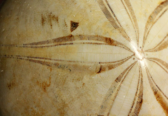 可憐な花びらのようなフォルムです。棘皮動物ウ二化石(Echinoid)(その7)