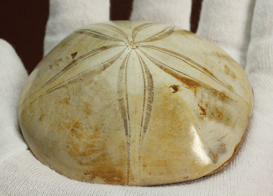 可憐な花びらのようなフォルムです。棘皮動物ウ二化石(Echinoid)(その9)