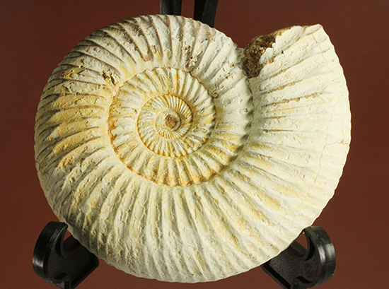 ジュラ紀の海に生きた、ペリスフィンクテスアンモナイト(Perisphinctes)。美しいホワイト調(その1)