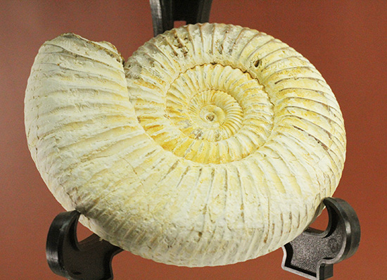 ジュラ紀の海に生きた、ペリスフィンクテスアンモナイト(Perisphinctes)。美しいホワイト調(その14)