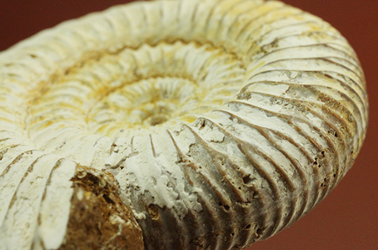 ジュラ紀の海に生きた、ペリスフィンクテスアンモナイト(Perisphinctes)。美しいホワイト調(その15)