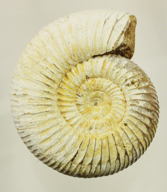 ジュラ紀の海に生きた、ペリスフィンクテスアンモナイト(Perisphinctes)。美しいホワイト調(その18)