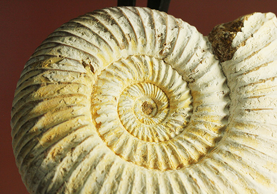 ジュラ紀の海に生きた、ペリスフィンクテスアンモナイト(Perisphinctes)。美しいホワイト調(その2)