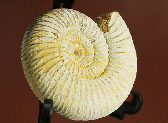 ジュラ紀の海に生きた、ペリスフィンクテスアンモナイト(Perisphinctes)。美しいホワイト調(その3)