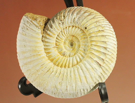 ジュラ紀の海に生きた、ペリスフィンクテスアンモナイト(Perisphinctes)。美しいホワイト調(その4)
