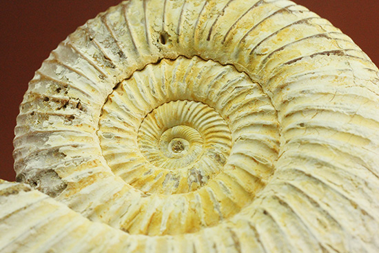 ジュラ紀の海に生きた、ペリスフィンクテスアンモナイト(Perisphinctes)。美しいホワイト調(その5)
