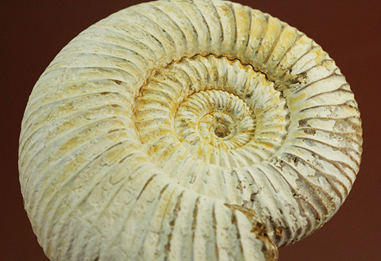 ジュラ紀の海に生きた、ペリスフィンクテスアンモナイト(Perisphinctes)。美しいホワイト調(その6)
