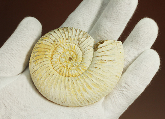 ジュラ紀の海に生きた、ペリスフィンクテスアンモナイト(Perisphinctes)。美しいホワイト調(その7)