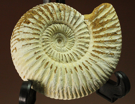 1億6300万年前の上質アンモナイト、ペリスフィンクテスPerisphinctes((その11)