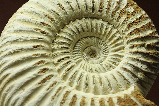 1億6300万年前の上質アンモナイト、ペリスフィンクテスPerisphinctes((その14)
