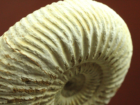 1億6300万年前の上質アンモナイト、ペリスフィンクテスPerisphinctes((その16)