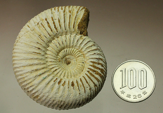 1億6300万年前の上質アンモナイト、ペリスフィンクテスPerisphinctes((その17)