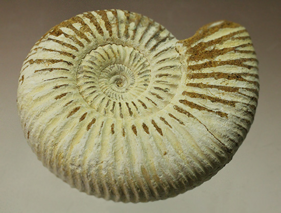 1億6300万年前の上質アンモナイト、ペリスフィンクテスPerisphinctes((その2)