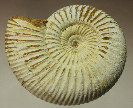1億6300万年前の上質アンモナイト、ペリスフィンクテスPerisphinctes((その3)