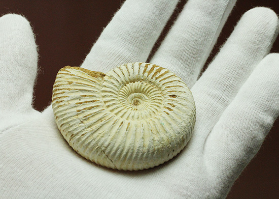 1億6300万年前の上質アンモナイト、ペリスフィンクテスPerisphinctes((その4)
