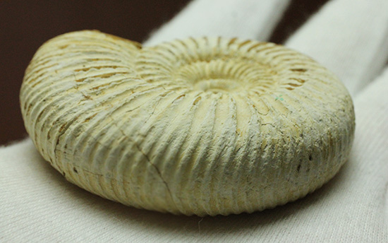 1億6300万年前の上質アンモナイト、ペリスフィンクテスPerisphinctes((その5)