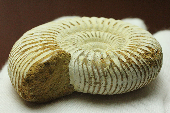 1億6300万年前の上質アンモナイト、ペリスフィンクテスPerisphinctes((その6)