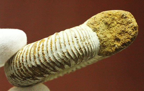 1億6300万年前の上質アンモナイト、ペリスフィンクテスPerisphinctes((その7)