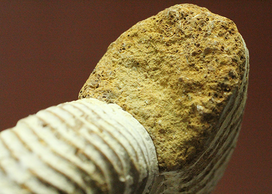 1億6300万年前の上質アンモナイト、ペリスフィンクテスPerisphinctes((その8)