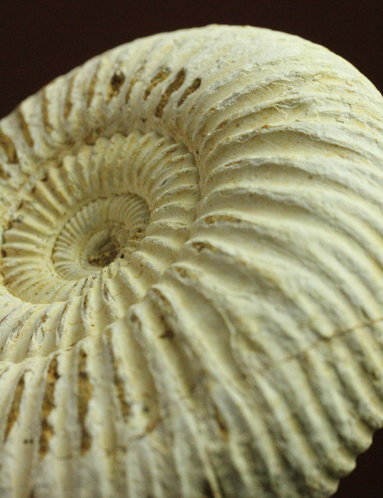 1億6300万年前の上質アンモナイト、ペリスフィンクテスPerisphinctes((その9)