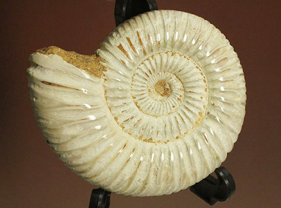 大きめの直径8センチ！白い螺旋模様が手の平に溢れる、ペリスフィンクテスアンモナイト(Pelisphinctes)（その1）