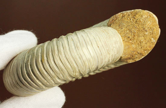 大きめの直径8センチ！白い螺旋模様が手の平に溢れる、ペリスフィンクテスアンモナイト(Pelisphinctes)（その9）