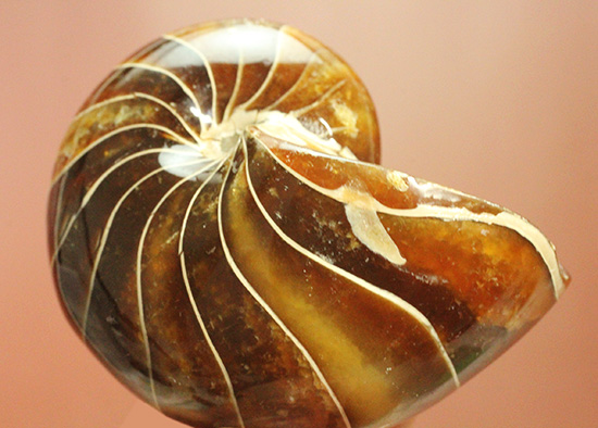 深い飴色が渋い!連室細管痕が丸見えのマダガスカル産オウムガイ(Nautilus)の化石(その1)