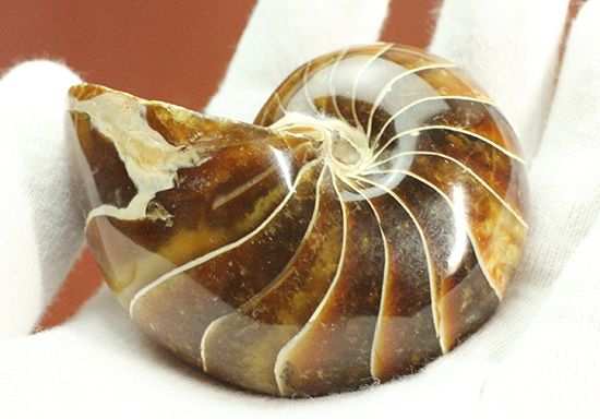 深い飴色が渋い!連室細管痕が丸見えのマダガスカル産オウムガイ(Nautilus)の化石(その10)