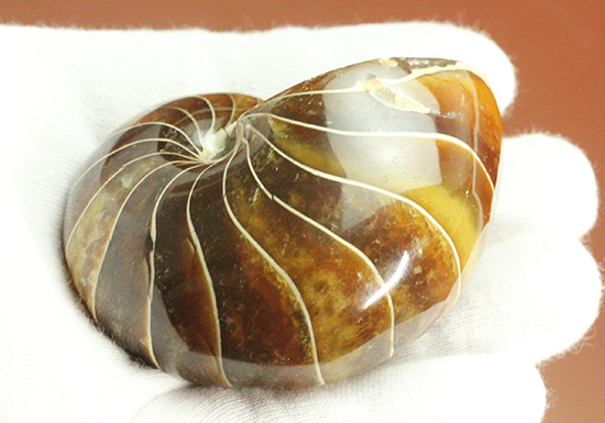 深い飴色が渋い!連室細管痕が丸見えのマダガスカル産オウムガイ(Nautilus)の化石(その11)