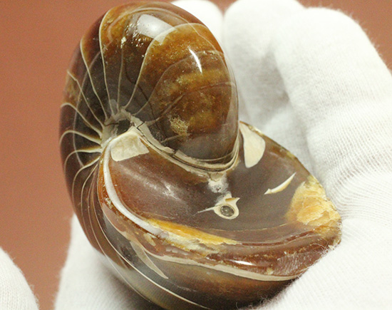 深い飴色が渋い!連室細管痕が丸見えのマダガスカル産オウムガイ(Nautilus)の化石(その12)