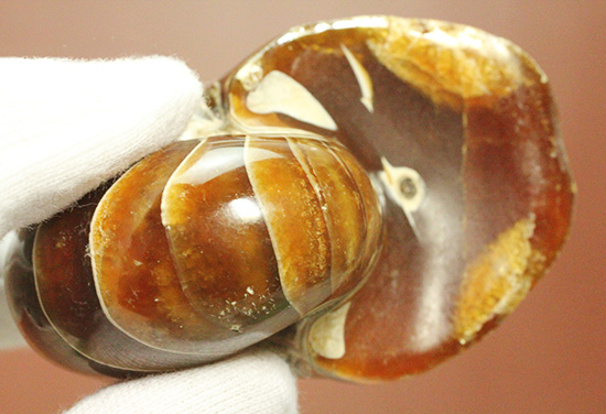深い飴色が渋い!連室細管痕が丸見えのマダガスカル産オウムガイ(Nautilus)の化石(その14)