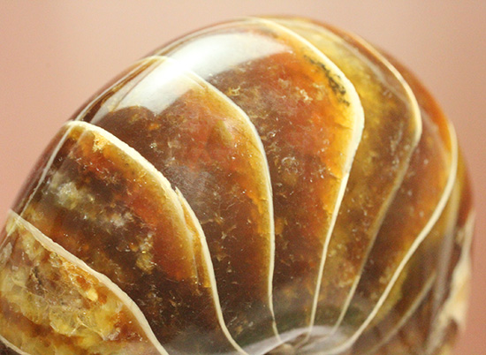 深い飴色が渋い!連室細管痕が丸見えのマダガスカル産オウムガイ(Nautilus)の化石(その15)