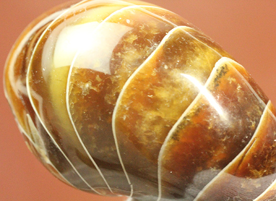深い飴色が渋い!連室細管痕が丸見えのマダガスカル産オウムガイ(Nautilus)の化石(その16)