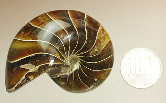 深い飴色が渋い!連室細管痕が丸見えのマダガスカル産オウムガイ(Nautilus)の化石(その17)