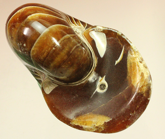深い飴色が渋い!連室細管痕が丸見えのマダガスカル産オウムガイ(Nautilus)の化石(その2)