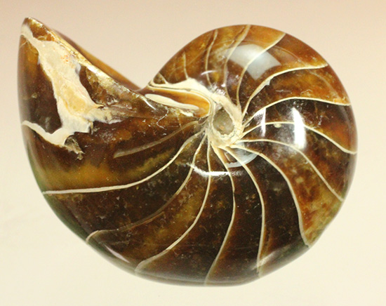 深い飴色が渋い!連室細管痕が丸見えのマダガスカル産オウムガイ(Nautilus)の化石(その4)