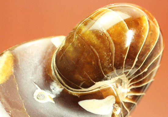 深い飴色が渋い!連室細管痕が丸見えのマダガスカル産オウムガイ(Nautilus)の化石(その5)