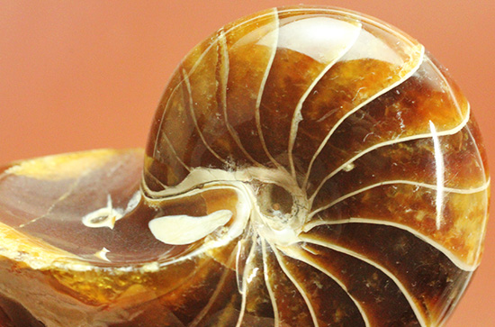 深い飴色が渋い!連室細管痕が丸見えのマダガスカル産オウムガイ(Nautilus)の化石(その6)