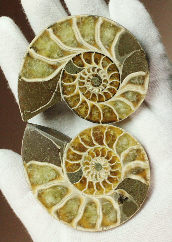 螺旋模様の美しさが際立ちます。方解石化したペアアンモナイト(Ammonite)（その1）