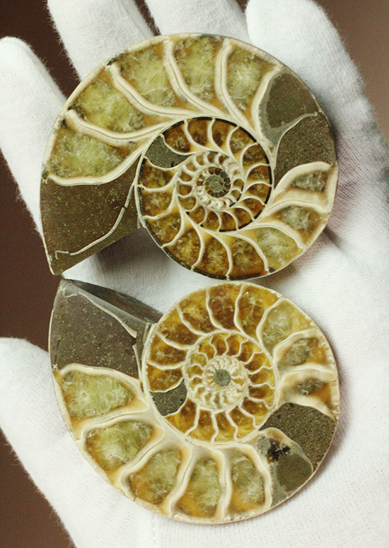 螺旋模様の美しさが際立ちます。方解石化したペアアンモナイト(Ammonite)(その1)