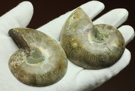 螺旋模様の美しさが際立ちます。方解石化したペアアンモナイト(Ammonite)（その10）