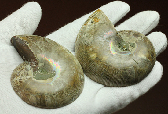 螺旋模様の美しさが際立ちます。方解石化したペアアンモナイト(Ammonite)(その10)