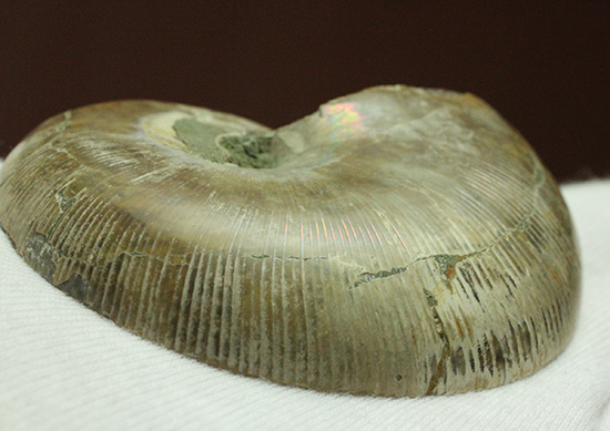 螺旋模様の美しさが際立ちます。方解石化したペアアンモナイト(Ammonite)（その11）