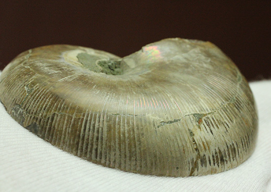 螺旋模様の美しさが際立ちます。方解石化したペアアンモナイト(Ammonite)(その11)