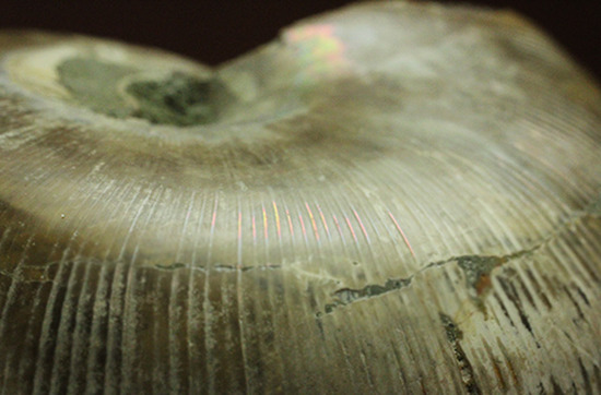 螺旋模様の美しさが際立ちます。方解石化したペアアンモナイト(Ammonite)(その12)
