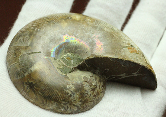 螺旋模様の美しさが際立ちます。方解石化したペアアンモナイト(Ammonite)（その13）